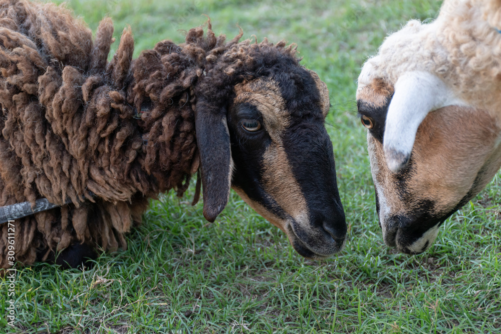 Naklejka premium Closeup Portrait White sheep and brown sheep