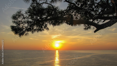 view of sea at sunrise time, blue sky with a pine branch in the foreground