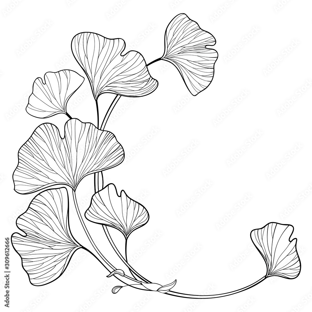 Corner branch with outline Gingko or Ginkgo biloba ornate leaf in black isolated on white background.  - obrazy, fototapety, plakaty 