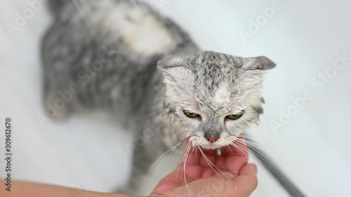 Washing a cat in bathtub