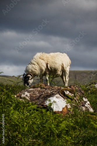 A sheep on a hill