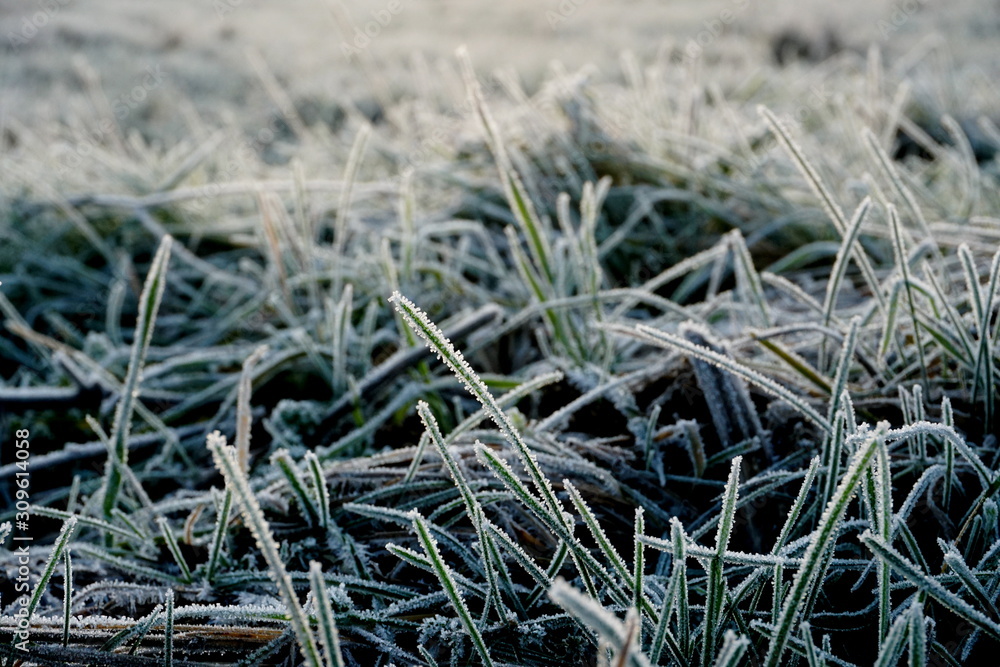 Frost on the grass. Ice crystals on meadow grass close up. Nature background.Grass with morning frost and yellow sunlight in the meadow, Frozen grass on meadow at sunrise light. Winter frosty backgrou Frost on the grass. Ice crystals on meadow grass close up. Nature background.Grass with morning frost and yellow sunlight in the meadow, Frozen grass on meadow at sunrise light. Winter frosty backgrou