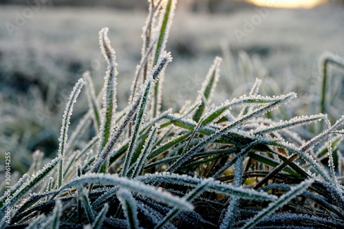 Frost on the grass. Ice crystals on meadow grass close up. Nature background.Grass with morning frost and yellow sunlight in the meadow, Frozen grass on meadow at sunrise light. Winter frosty backgrou