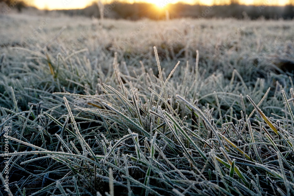 Frost on the grass. Ice crystals on meadow grass close up. Nature background.Grass with morning frost and yellow sunlight in the meadow, Frozen grass on meadow at sunrise light. Winter frosty backgrou Frost on the grass. Ice crystals on meadow grass close up. Nature background.Grass with morning frost and yellow sunlight in the meadow, Frozen grass on meadow at sunrise light. Winter frosty backgrou