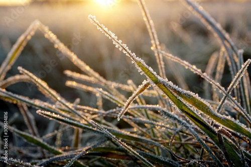 Frost on the grass. Ice crystals on meadow grass close up. Nature background.Grass with morning frost and yellow sunlight in the meadow, Frozen grass on meadow at sunrise light. Winter frosty backgrou © Art Johnson