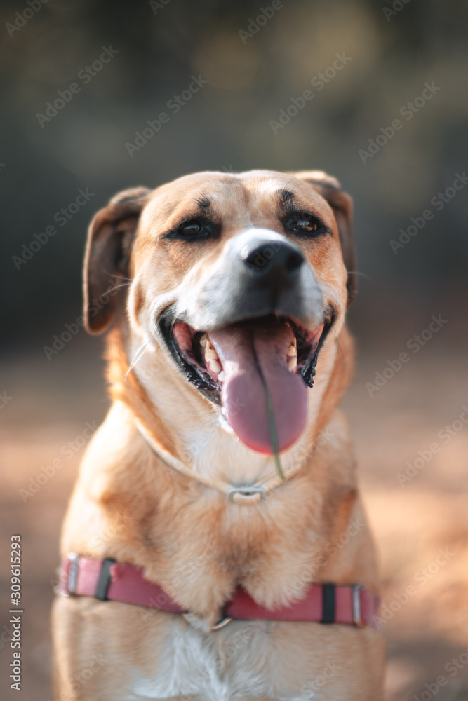 Portrait of a labrador dog 