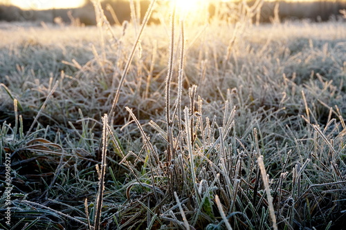 Frost on the grass. Ice crystals on meadow grass close up. Nature background.Grass with morning frost and yellow sunlight in the meadow, Frozen grass on meadow at sunrise light. Winter frosty backgrou