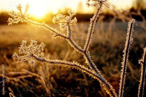 Frost on the grass. Ice crystals on meadow grass close up. Nature background.Grass with morning frost and yellow sunlight in the meadow, Frozen grass on meadow at sunrise light. Winter frosty backgrou © Art Johnson