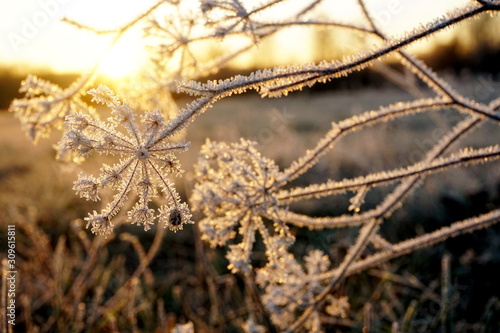 Frost on the grass. Ice crystals on meadow grass close up. Nature background.Grass with morning frost and yellow sunlight in the meadow, Frozen grass on meadow at sunrise light. Winter background