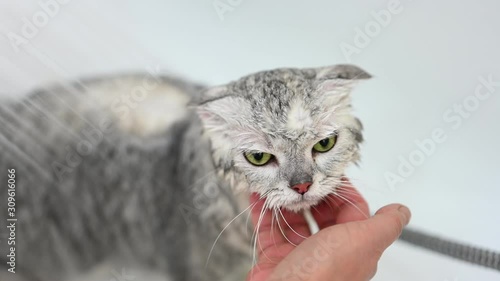 Washing a cat in bathtub