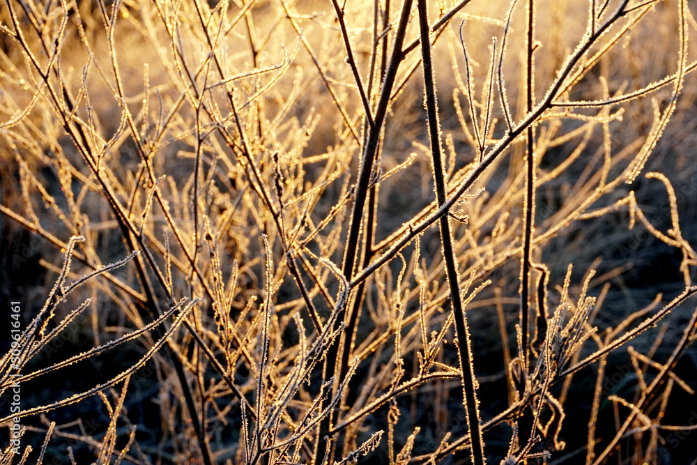 Fototapeta premium Frost on the grass. Ice crystals on meadow grass close up. Nature background.Grass with morning frost and yellow sunlight in the meadow, Frozen grass on meadow at sunrise light. Winter background