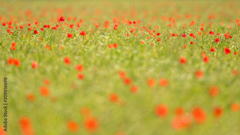Blooming Red Poppy (Papaver rhoeas) field in spring, Hesse, Germany