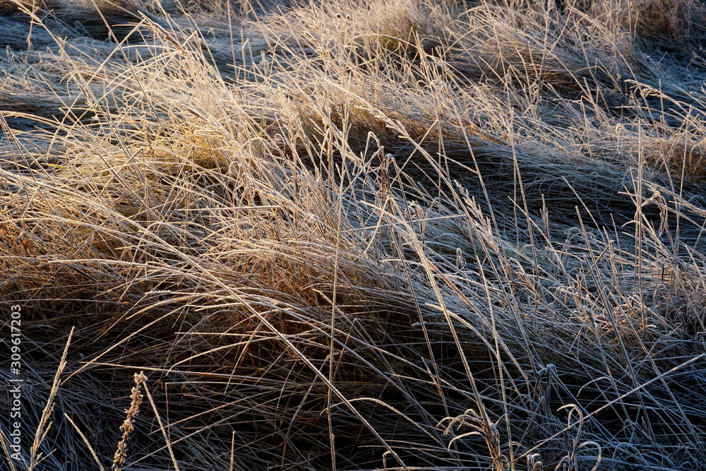 Fototapeta premium Frost on the grass. Ice crystals on meadow grass close up. Nature background.Grass with morning frost and yellow sunlight in the meadow, Frozen grass on meadow at sunrise light. Winter background