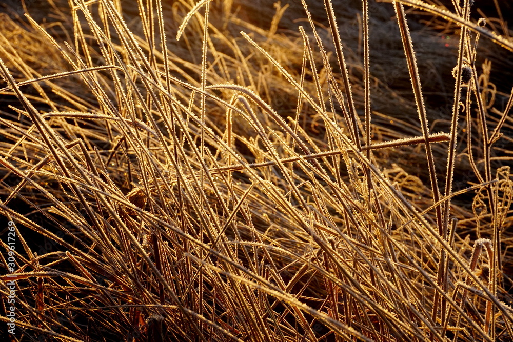 Frost on the grass. Ice crystals on meadow grass close up. Nature background.Grass with morning frost and yellow sunlight in the meadow, Frozen grass on meadow at sunrise light. Winter background Frost on the grass. Ice crystals on meadow grass close up. Nature background.Grass with morning frost and yellow sunlight in the meadow, Frozen grass on meadow at sunrise light. Winter background