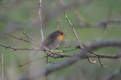 rouge gorge