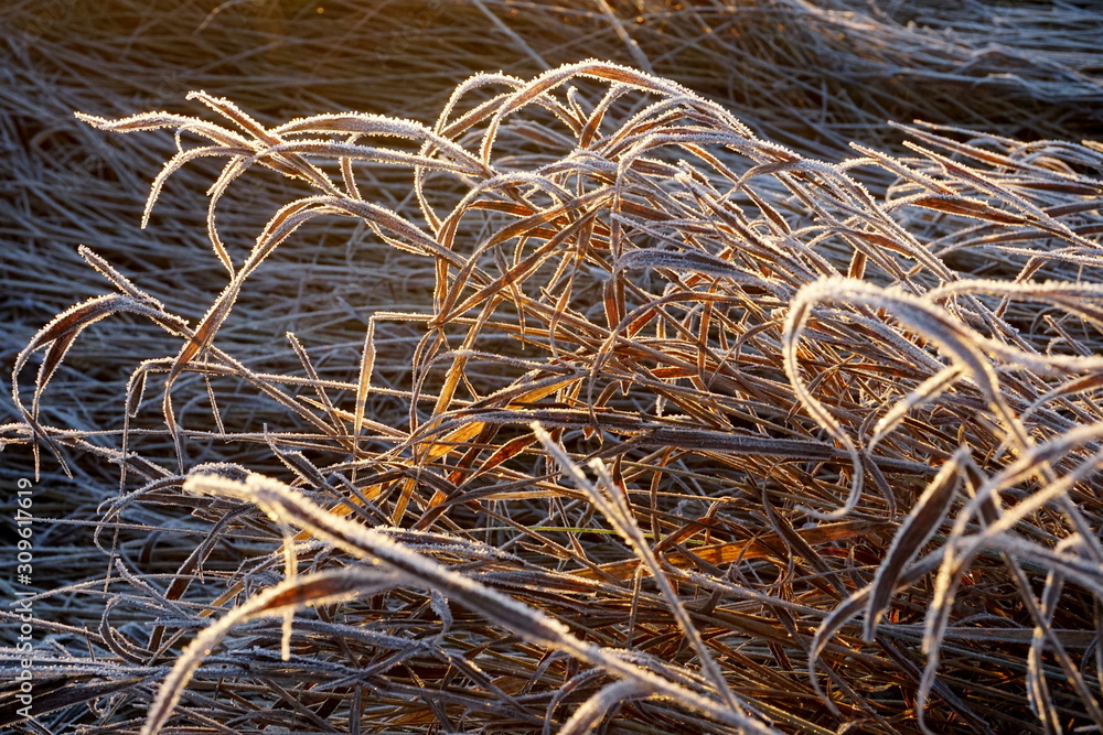 Frost on the grass. Ice crystals on meadow grass close up. Nature background.Grass with morning frost and yellow sunlight in the meadow, Frozen grass on meadow at sunrise light. Winter background Frost on the grass. Ice crystals on meadow grass close up. Nature background.Grass with morning frost and yellow sunlight in the meadow, Frozen grass on meadow at sunrise light. Winter background