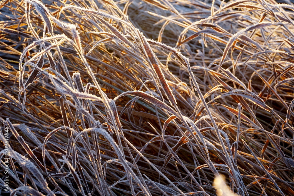 Frost on the grass. Ice crystals on meadow grass close up. Nature background.Grass with morning frost and yellow sunlight in the meadow, Frozen grass on meadow at sunrise light. Winter background Frost on the grass. Ice crystals on meadow grass close up. Nature background.Grass with morning frost and yellow sunlight in the meadow, Frozen grass on meadow at sunrise light. Winter background