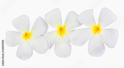 Beautiful petal of Plumeria or Frangipani Flower Isolated on White Background with clipping path. © Anukool
