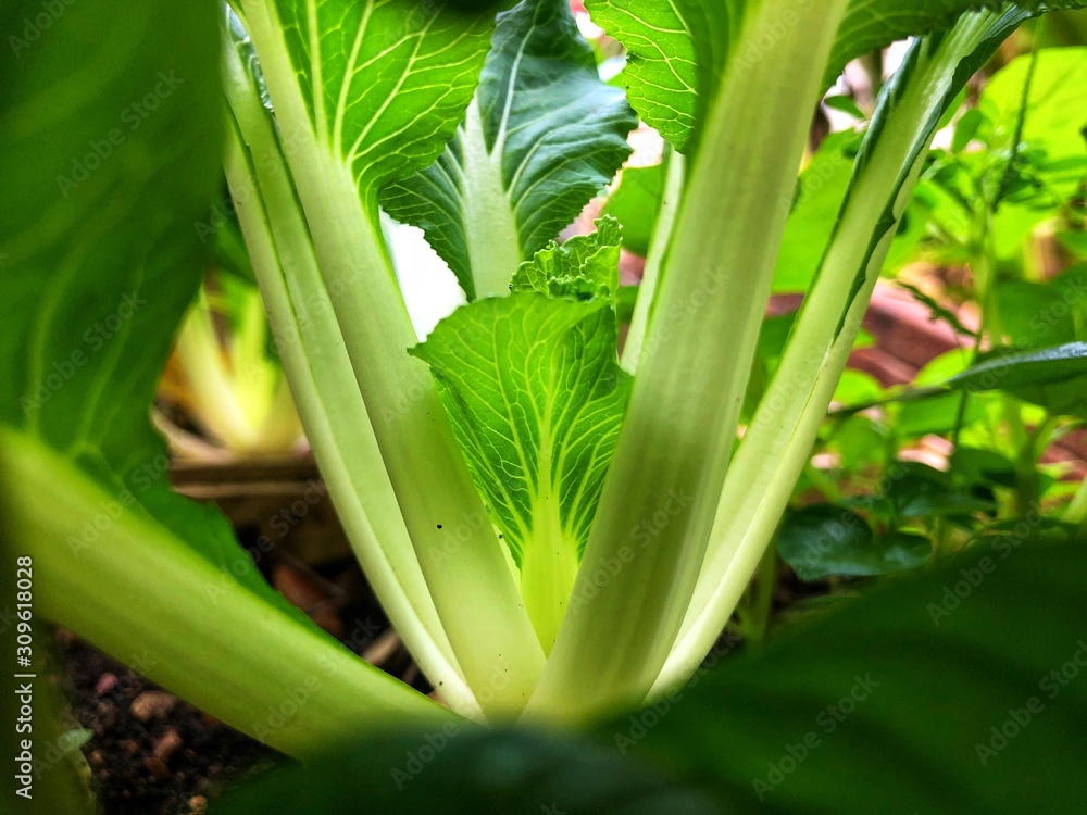 Obraz premium Bak Choi 