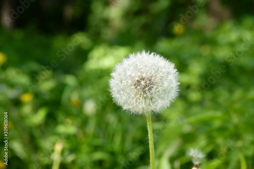 Blooming white dandelion flower