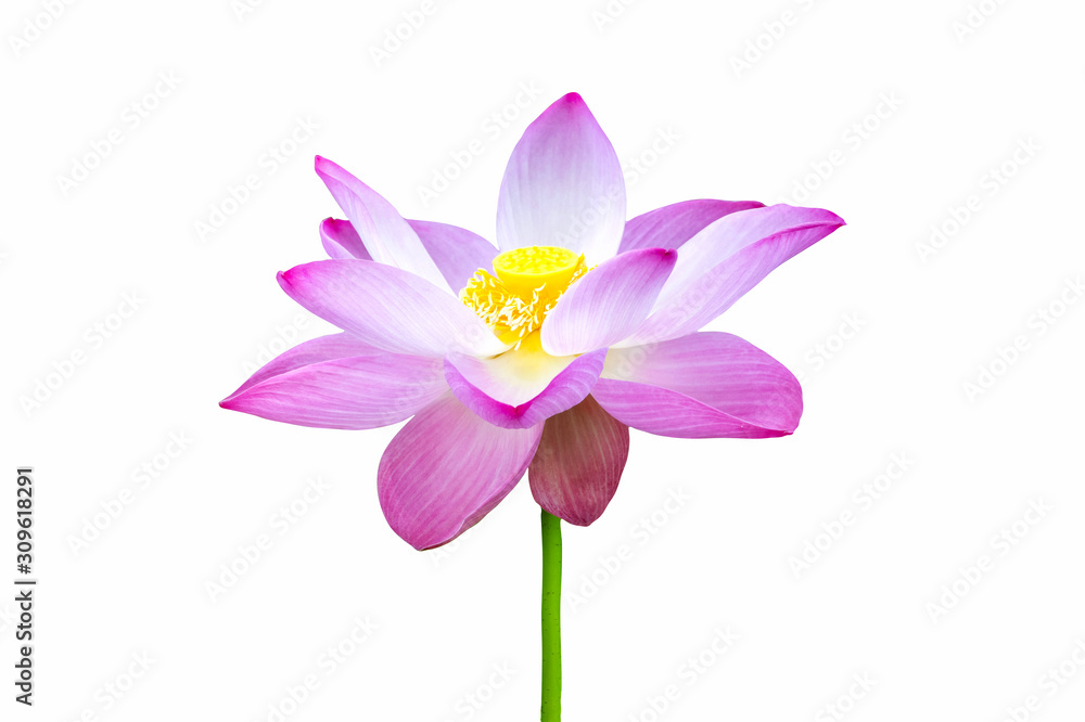 Pink lotus cut-out with colors White background appropriate the Backdrop, idea copy space