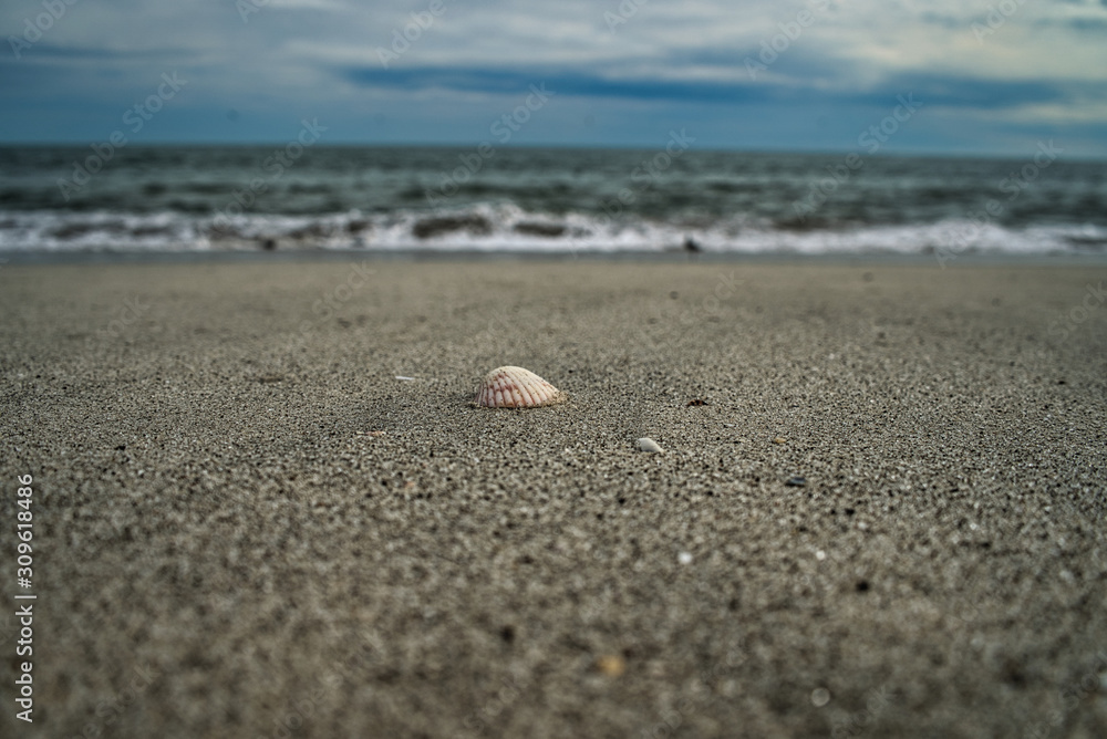Muschel im Fokus am Strand mit Meer und Horizont im Hintergrund