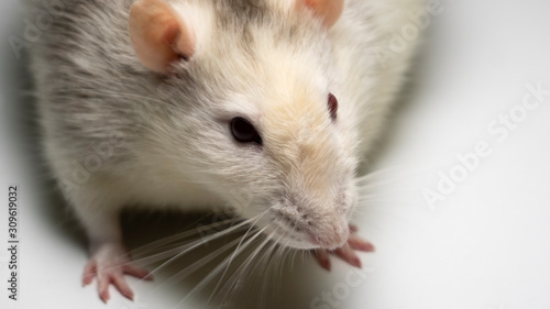 fancy rat on background