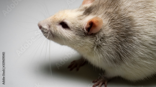 fancy rat on background