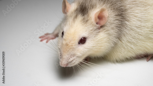 fancy rat on background