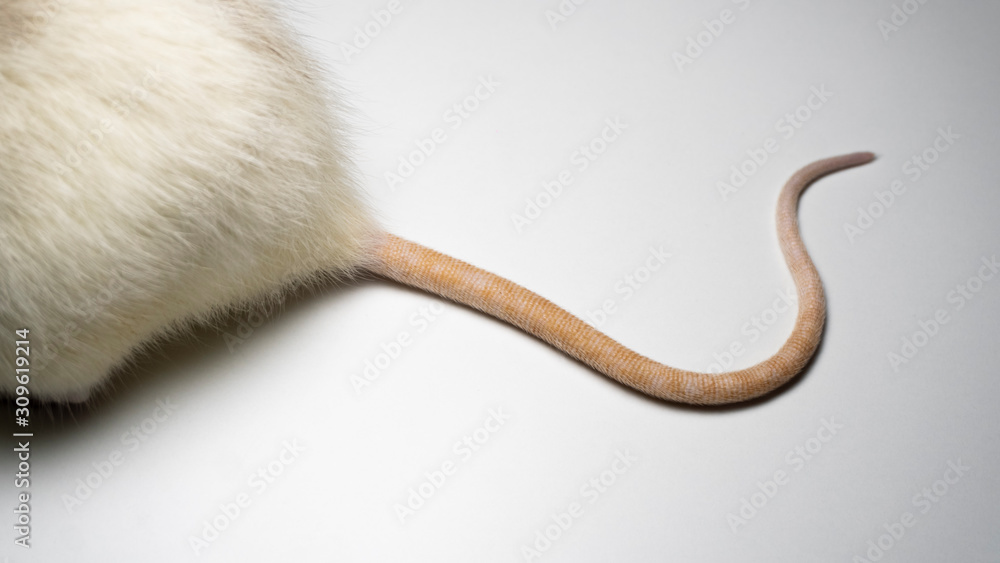 Fototapeta premium rat tail on background