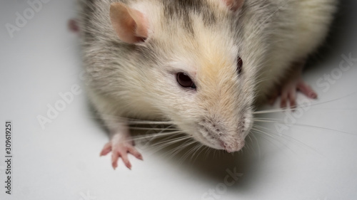 fancy rat on background