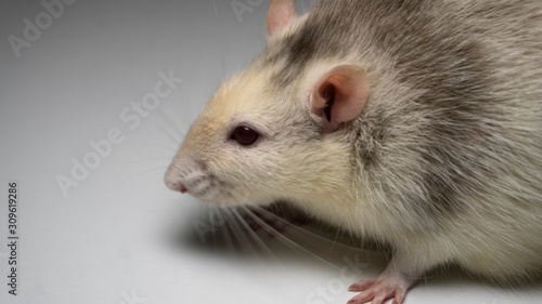 fancy rat on background