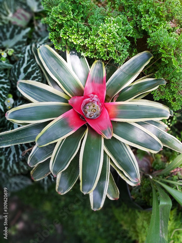 A beautiful plant of Neoregelia Carolinae photo