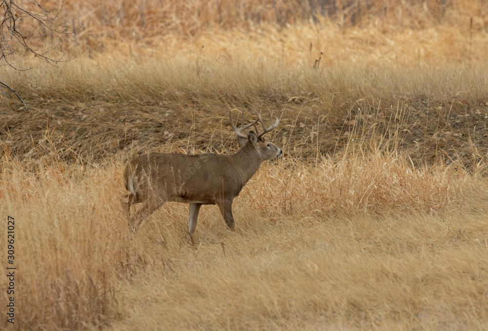 Whitetail Deer Buck in the Fall Rut in Colorado