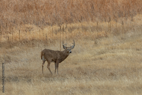 Whitetail Deer Buck in the Fall Rut in Colorado © natureguy