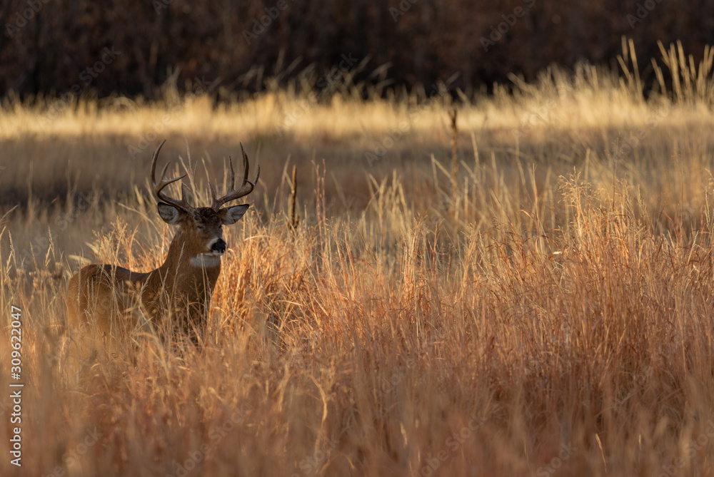 Fototapeta premium Whitetail Deer Buck in the Fall Rut in Colorado