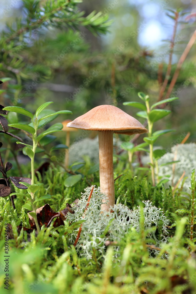 Laccaria proxima. Mushroom Sunny day in the Siberian forest tundra Laccaria proxima. Mushroom Sunny day in the Siberian forest tundra