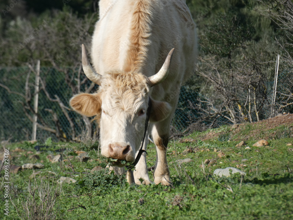 Bovino Bovino