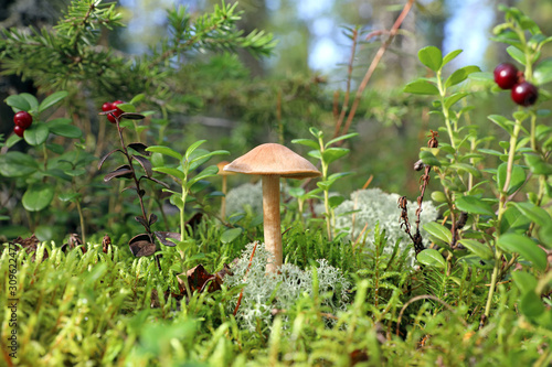 Laccaria proxima. Mushroom Sunny day in Siberia photo