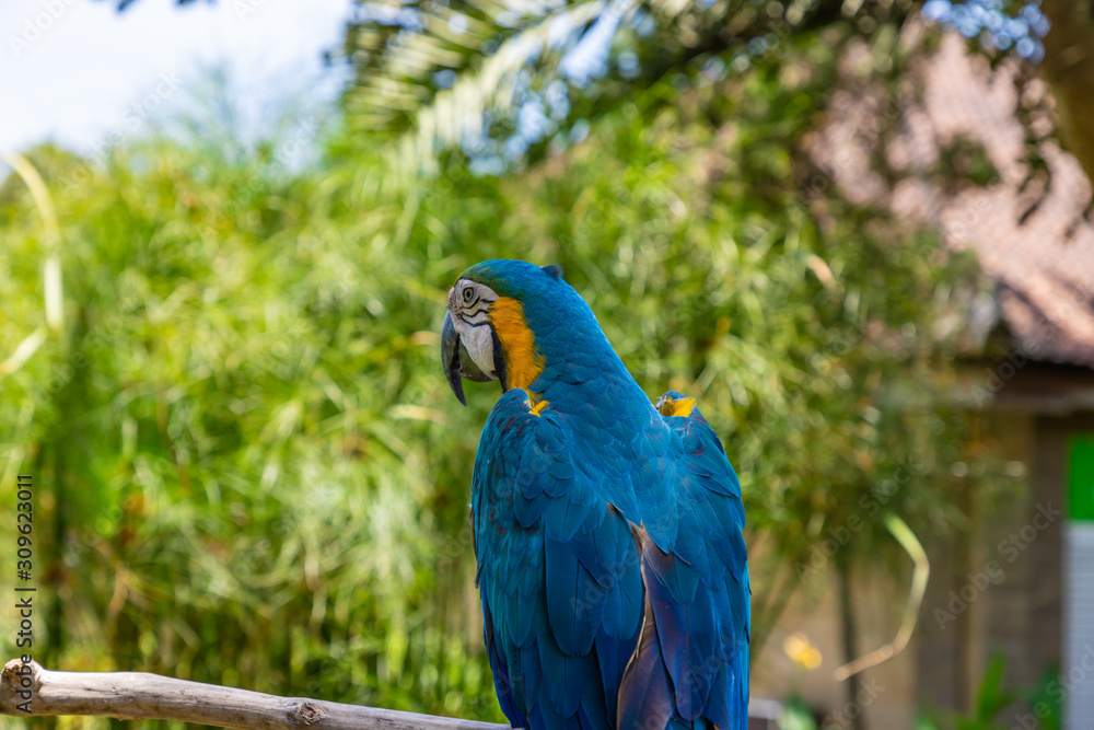 One yellow blue macaw (Ara ararauna) sitting on a branch. A beautiful parrot in the Bali Bird Park near Ubud, Bali, Indonesia. One yellow blue macaw (Ara ararauna) sitting on a branch. A beautiful parrot in the Bali Bird Park near Ubud, Bali, Indonesia.