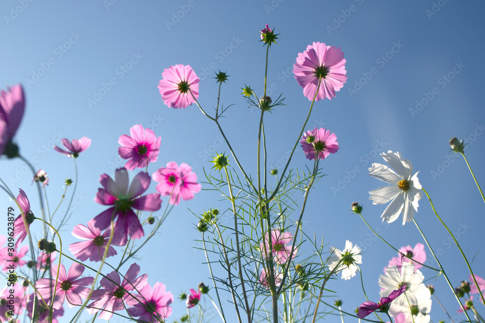 Cosmos flower (Cosmos Bipinnatus) with blue sky background Cosmos flower (Cosmos Bipinnatus) with blue sky background