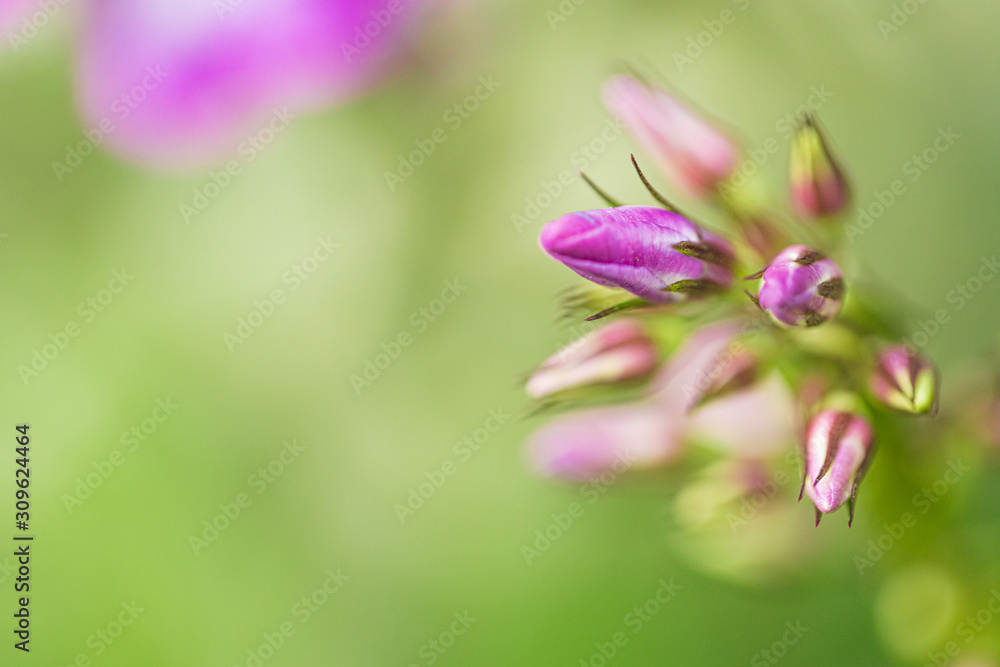 pink flower blossom in garden pink flower blossom in garden