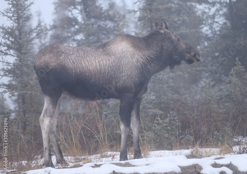 Young moose standing by the Dalton Highway Alaska in the fog © Reimar