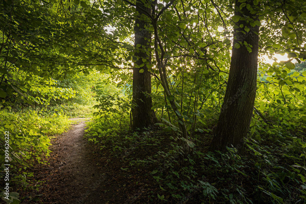 path in the forest path in the forest