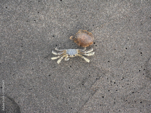 Crabe jaune sur le sable noir