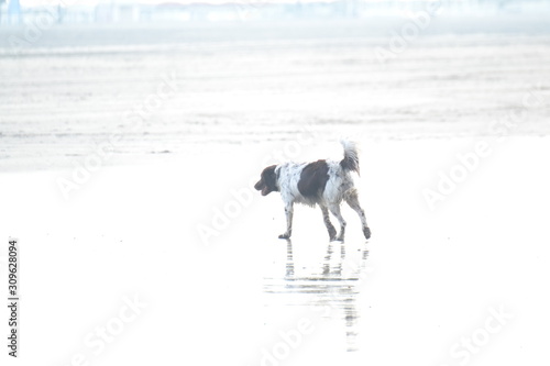 dog walking on the Nordsea beach of Hoek van Holland