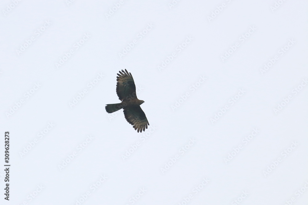 Fototapeta premium honey buzzard