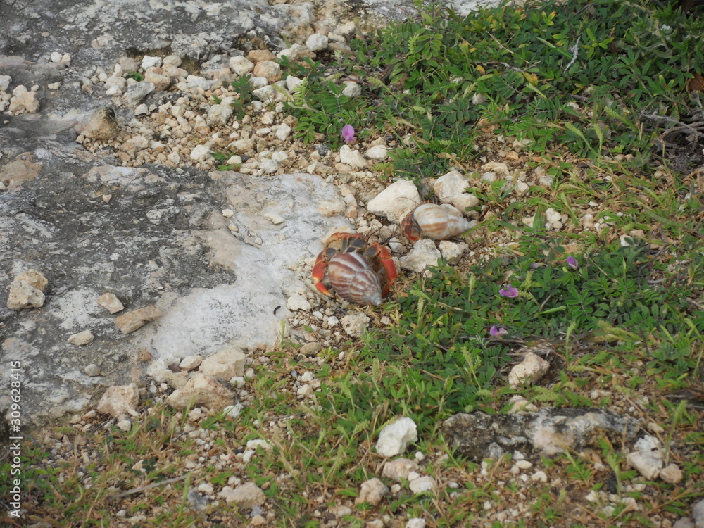 Obraz premium Bernard l'ermite