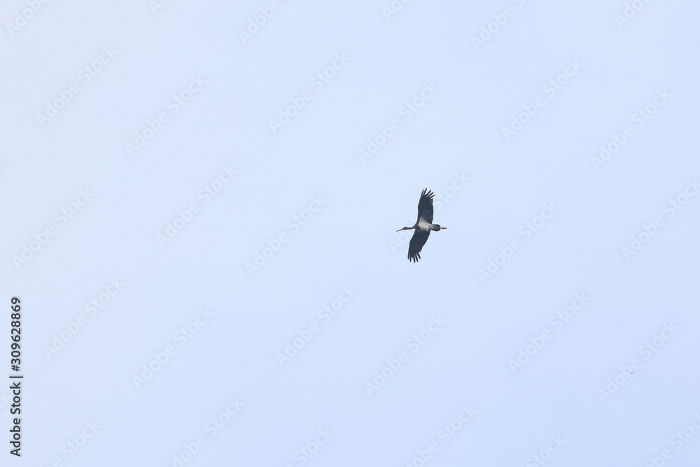 black stork black stork