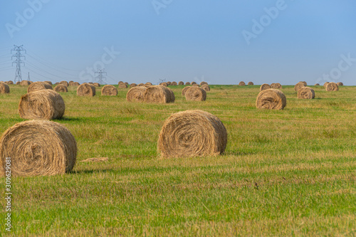 hay rolls in field after harvesting. Agricultural pasture on summer day. Preparation of feed for cattle